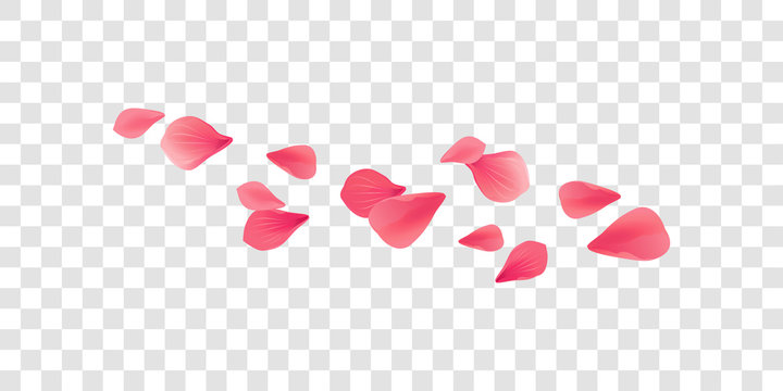 Petals Roses Flowers. Pink Red Sakura flying petals isolated on transparent background. Vector