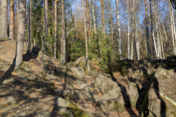 Beautiful Karelian forest landscape in early autumn in Russia
