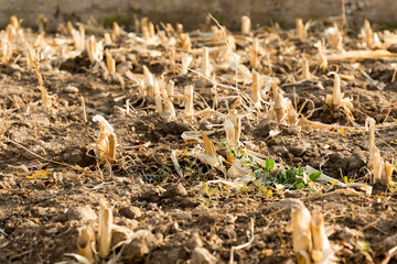 Corn stubble field on corn