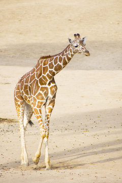 Young giraffe at the zoo