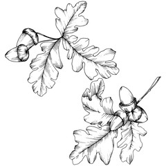 Vector autumn oak leaves. Leaf plant botanical garden floral foliage. Isolated illustration element. Vector leaf for background, texture, wrapper pattern, frame or border.