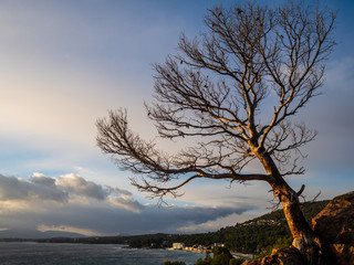 naked tree against Mediterranean sea shore in winter