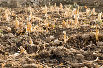 Corn stubble field on corn