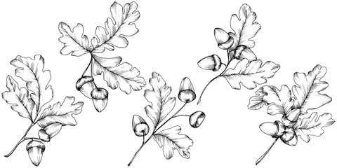 Vector autumn oak leaves. Leaf plant botanical garden floral foliage. Isolated illustration element. Vector leaf for background, texture, wrapper pattern, frame or border.