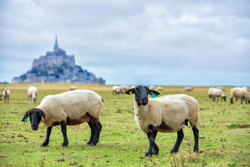 Naklejka na ściany i meble Beautiful view of famous historic Le Mont Saint-Michel tidal island with sheep grazing on fields of fresh green grass on a sunny day, France