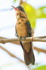 colibri canelo