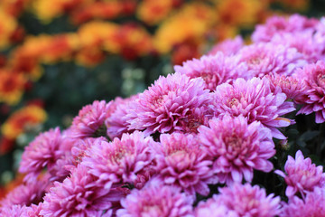 Plantation of purple chrysanthemums and in the background a plantation of orange chrysanthemums.