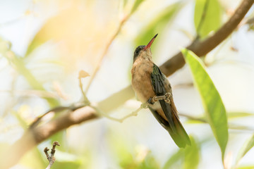 colibri canelo