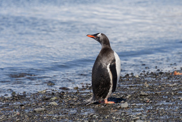 Gentoo penguin on beach