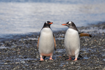 Two gentoo penguins on beach