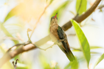 colibri canelo