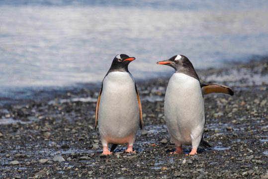 Two gentoo penguins on beach