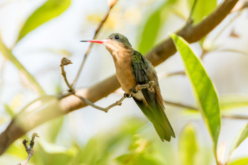 colibri canelo