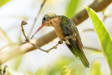 colibri canelo