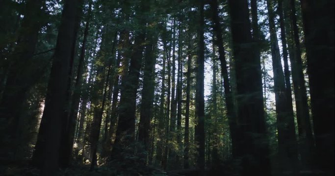 Humboldt Redwoods slow dolly at golden hour, shot in 10 bit C4K