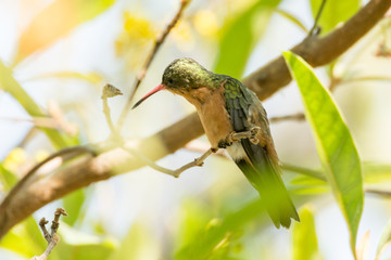colibri canelo