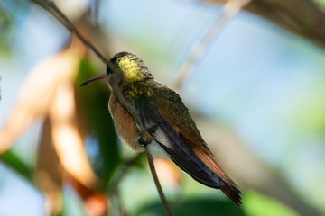 colibri canelo © alfredo914