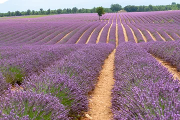 Fotobehang Lavendel veld © Stefan