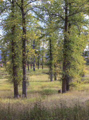 Tall trees in a grassy field.
