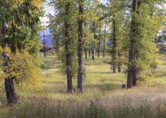 Fototapeta premium Tall trees in a clean and grassy field.