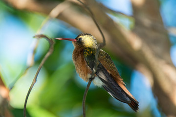 colibri canelo