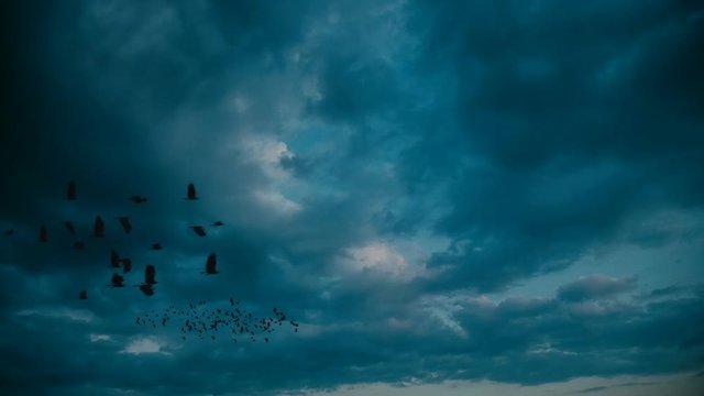 Silhouette of crows flying on the sky.
Magic Lantern Raw Video