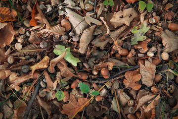 autumn background of fallen leaves and acorns