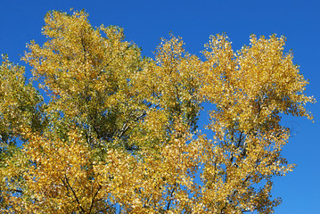 Fototapeta premium золото осенней листвы