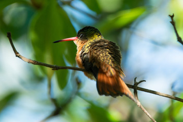 colibri canelo