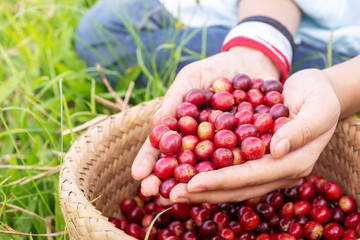 red cherry coffee bean in hands