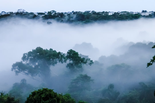 Fototapeta View on morning fog in the brazilian rainforest by Javari river