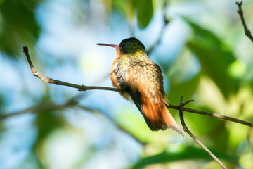 colibri canelo