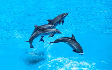 Printed roller blinds Dolphin Group of dolphins jumping on the water - Beautiful seascape and blue sky