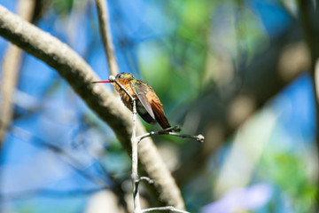 colibri canelo