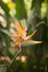 Fototapeta na wymiar Tropical Flowers from Hawaii