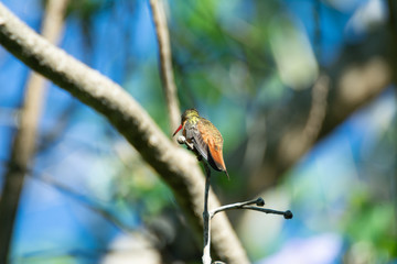 colibri canelo