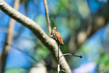 colibri canelo