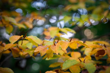 Beautiful beech tree leaves in autumn forest
