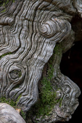 Interesting sweet chestnut tree bark in forest