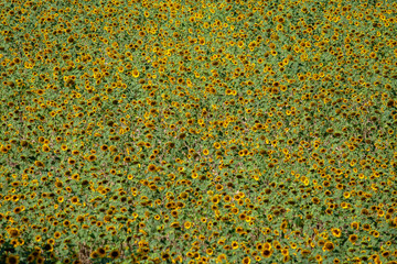 Sun flower field