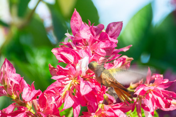 colibri canelo © alfredo914