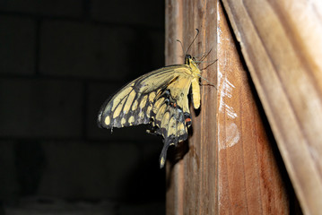 Mariposa amarilla parada en madera