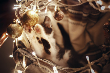 Cute kitty playing with glitter baubles in basket with lights under christmas tree in festive room. Merry Christmas concept. Adorable funny kitten with amazing eyes. Atmospheric image