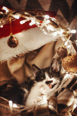 Cute kitty in santa hat licking paw in basket with lights and ornaments under christmas tree in...