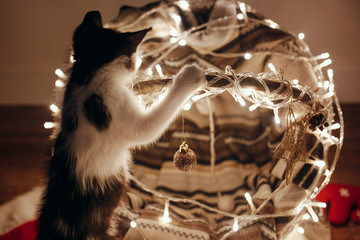 Cute kitty playing in basket with lights and ornaments under christmas tree in festive room. Merry Christmas concept. Atmospheric image. Space for text. Adorable kitten