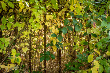 Zugewachsener alter Zaun