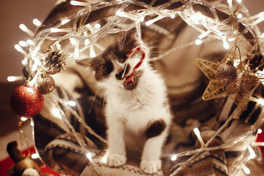 Cute kitty playing in basket with lights and ornaments under christmas tree in festive room. Merry Christmas concept. Atmospheric image. Space for text. Adorable kitten biting candy cane