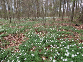 White anemones flowering in early spring forest