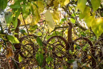 Zugewachsener alter Zaun