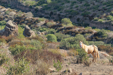 Caballo en medio del desierto en la montaña